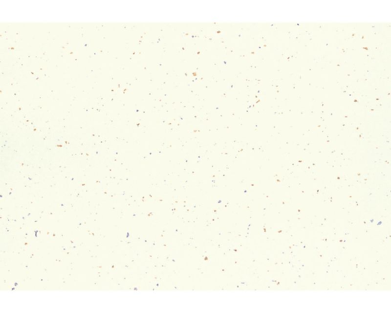  季節の敷紙（大） 銀河　黄